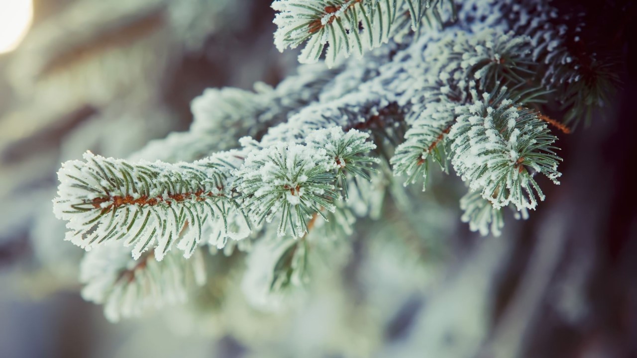 frozen branches